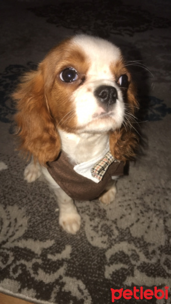 King Charles Spaniel, Köpek  Zeyna fotoğrafı