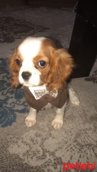King Charles Spaniel, Köpek  Zeyna fotoğrafı