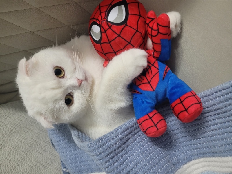 Scottish Fold, Kedi  Lia fotoğrafı