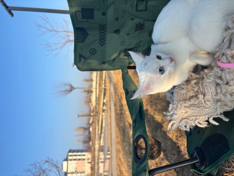 Ankara Kedisi, Kedi  Pamuk fotoğrafı