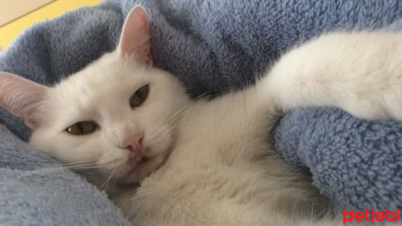 Soke, Kedi  Bulut fotoğrafı
