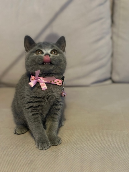British Shorthair, Kedi  Mabel fotoğrafı