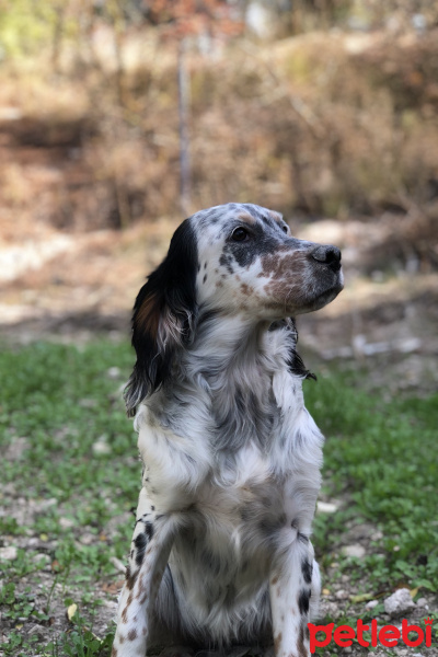 İngiliz Setter, Köpek  Ena fotoğrafı