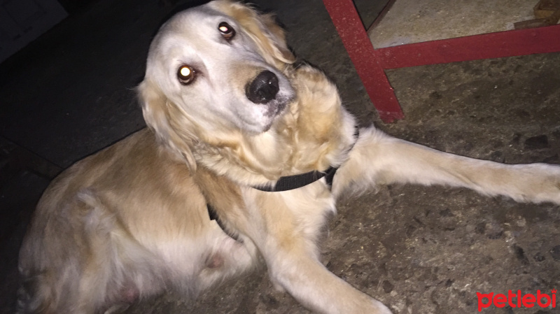 Golden Retriever, Köpek  Rüzgar fotoğrafı