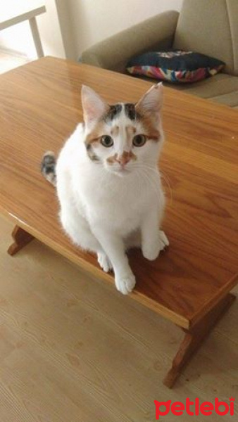 Tekir Kedi, Kedi  Pır Pır fotoğrafı