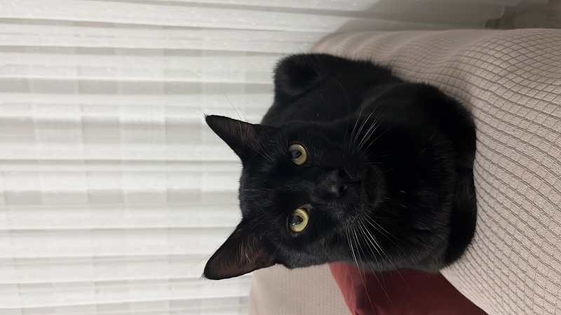 Bombay, Kedi  Leo fotoğrafı