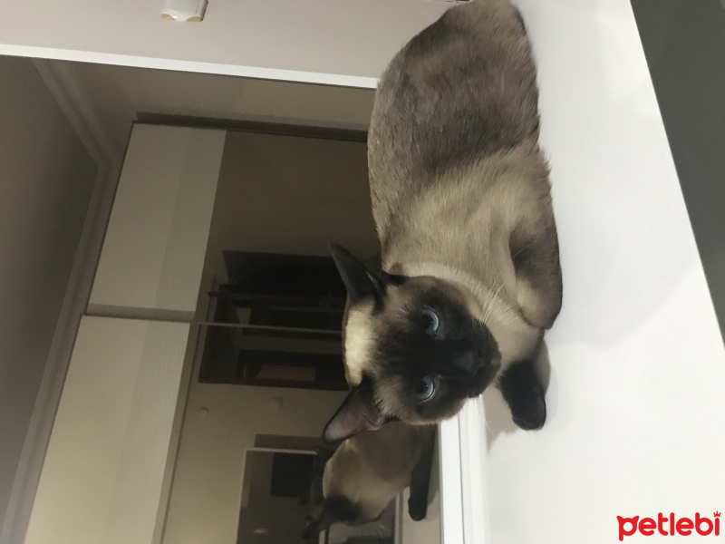 Siyam Kedisi, Kedi  Badem fotoğrafı