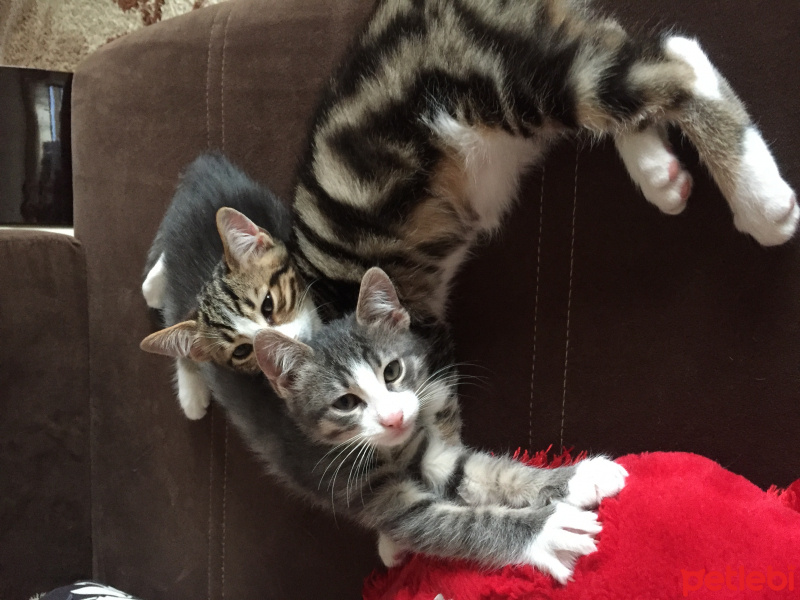 Tekir Kedi, Kedi  Chanel corç  fotoğrafı