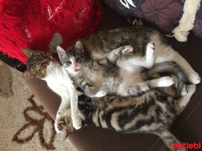 Tekir Kedi, Kedi  Chanel corç  fotoğrafı