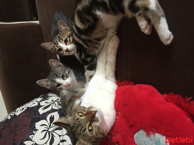 Tekir Kedi, Kedi  Chanel corç  fotoğrafı