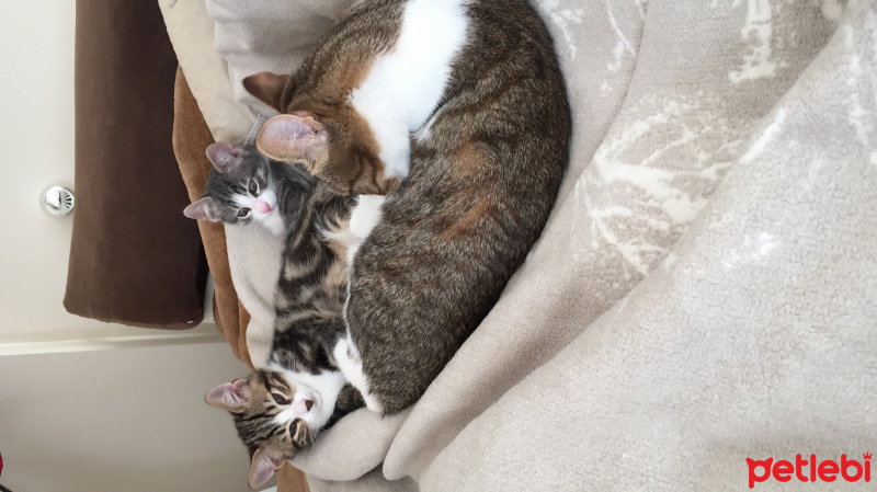Tekir Kedi, Kedi  Chanel corç  fotoğrafı