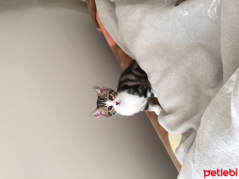 Tekir Kedi, Kedi  Chanel corç  fotoğrafı