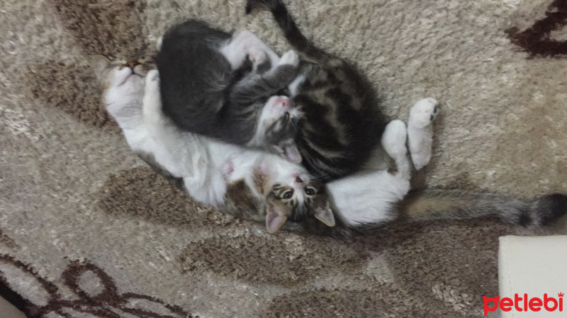 Tekir Kedi, Kedi  Chanel corç  fotoğrafı