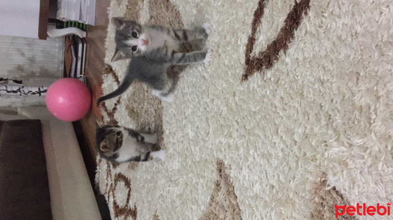 Tekir Kedi, Kedi  Chanel corç  fotoğrafı