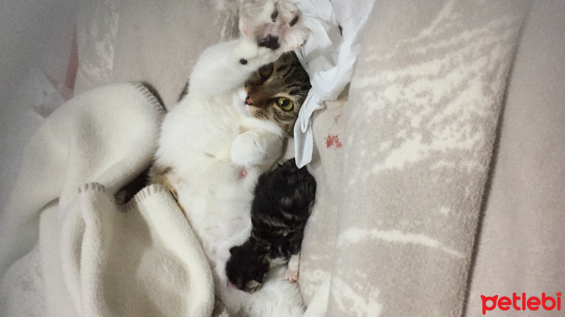 Tekir Kedi, Kedi  Chanel corç  fotoğrafı