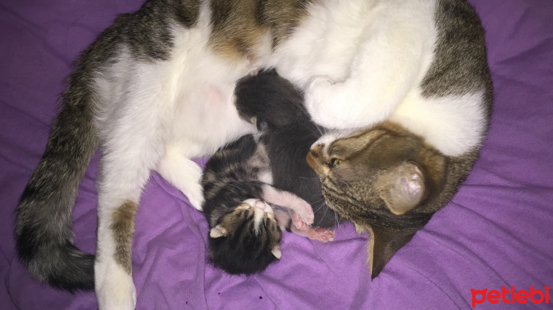 Tekir Kedi, Kedi  Chanel corç  fotoğrafı