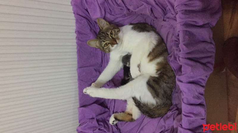 Tekir Kedi, Kedi  Chanel corç  fotoğrafı
