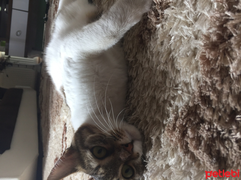Tekir Kedi, Kedi  Chanel corç  fotoğrafı
