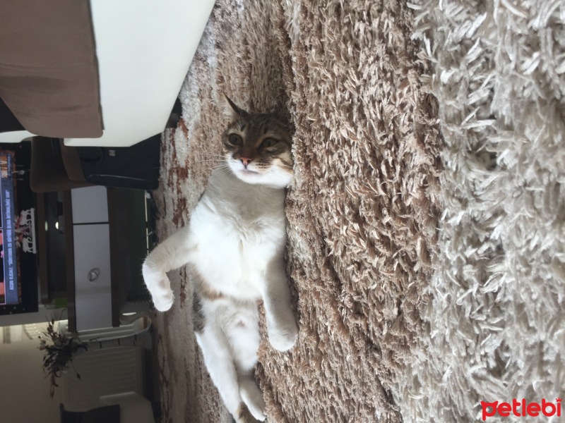 Tekir Kedi, Kedi  Chanel corç  fotoğrafı