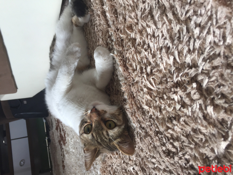 Tekir Kedi, Kedi  Chanel corç  fotoğrafı
