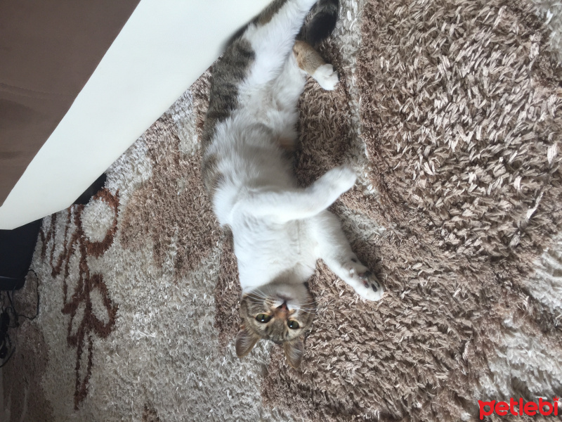 Tekir Kedi, Kedi  Chanel corç  fotoğrafı