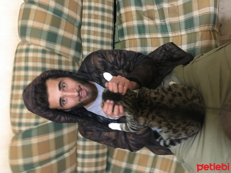 Oriental Longhair, Kedi  Alican  fotoğrafı
