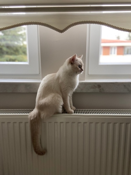 British Shorthair, Kedi  Missy fotoğrafı