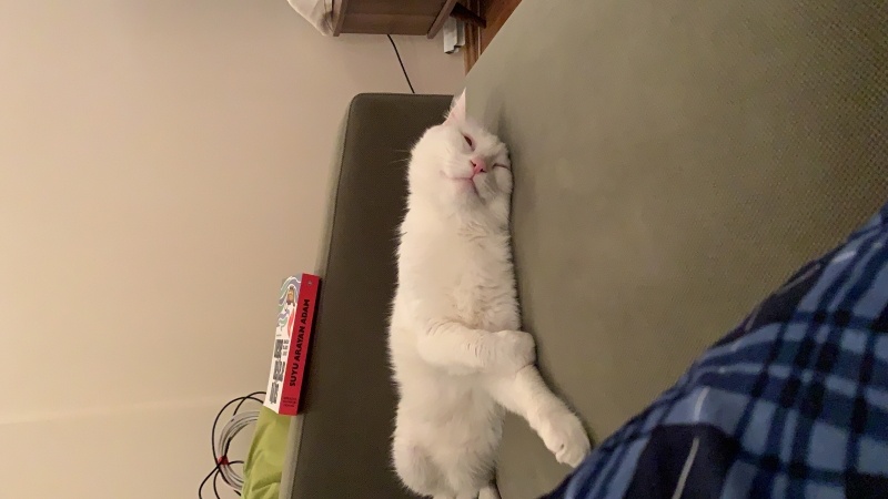 Van Kedisi, Kedi  Kediş fotoğrafı