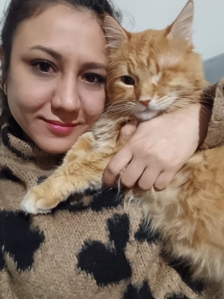 Sarman, Kedi  Korsi fotoğrafı