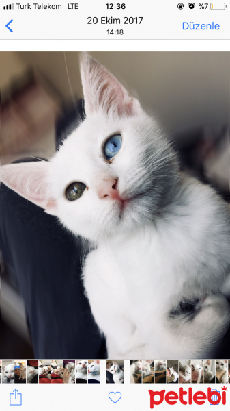 Van Kedisi, Kedi  Tedi fotoğrafı