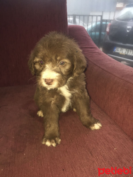 Maltese, Köpek  Şila fotoğrafı