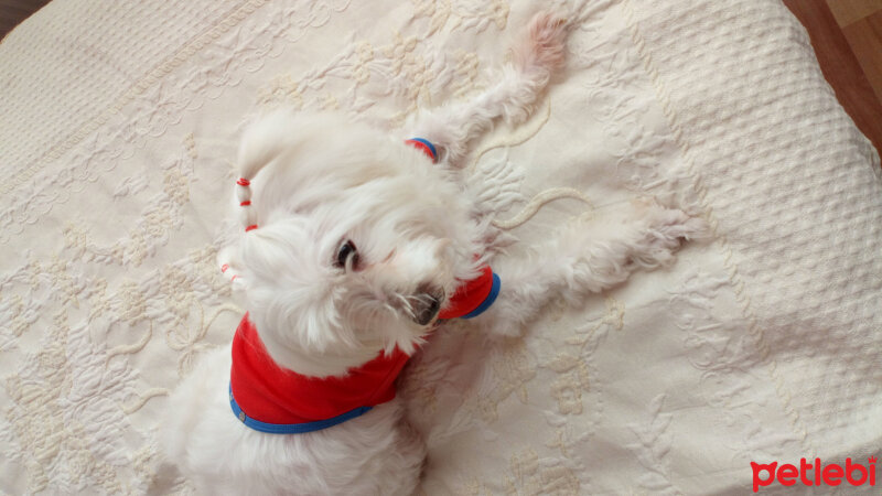 Maltese, Köpek  Zilli fotoğrafı