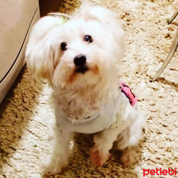 Maltese, Köpek  Zilli fotoğrafı