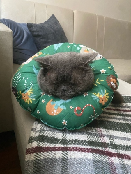 British Shorthair, Kedi  Paşa fotoğrafı