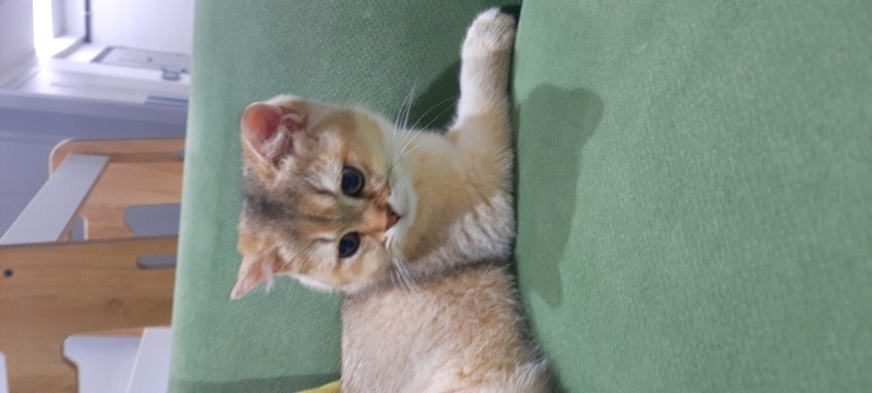 Scottish Fold, Kedi  Tarçın fotoğrafı