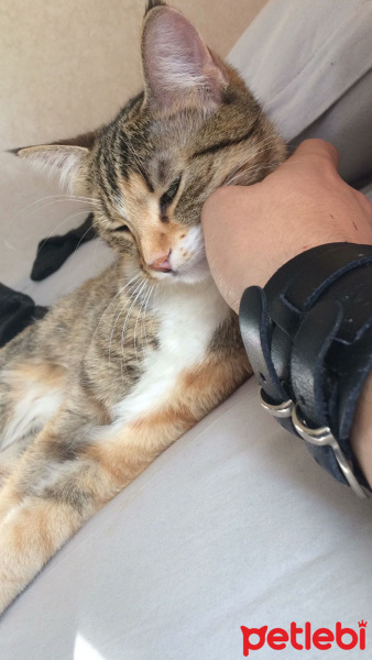 Tekir Kedi, Kedi  Yumak fotoğrafı