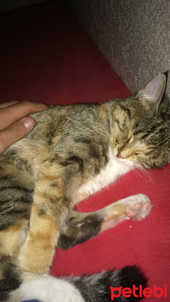 Tekir Kedi, Kedi  Yumak fotoğrafı