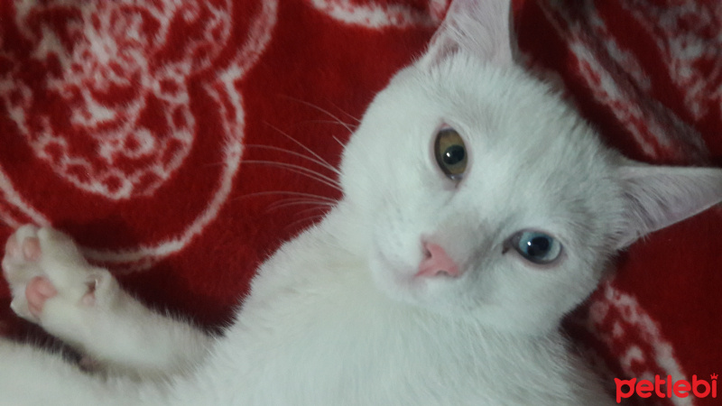 Van Kedisi, Kedi  Prens fotoğrafı