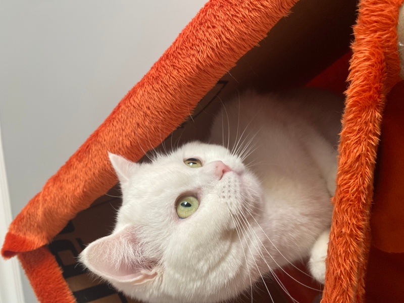 British Shorthair, Kedi  Misha fotoğrafı