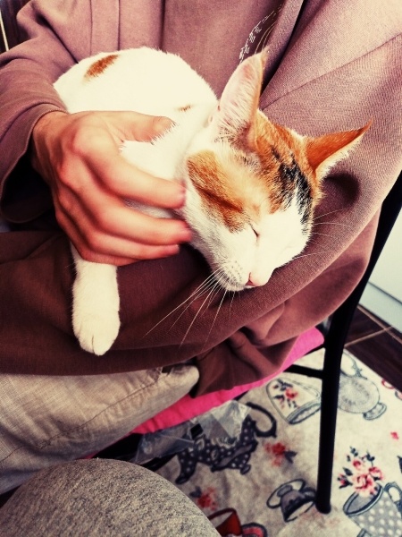 Chinchilla, Kedi  Güneş fotoğrafı