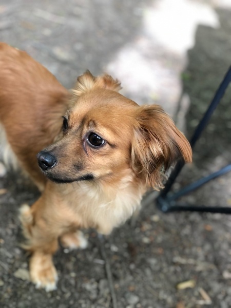Chihuahua, Köpek  Prenses fotoğrafı