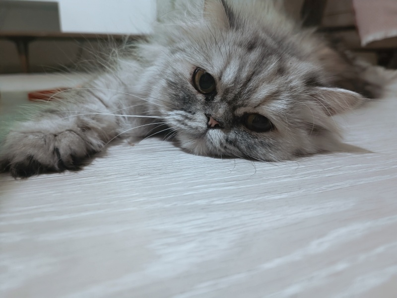 Chinchilla, Kedi  Lili fotoğrafı