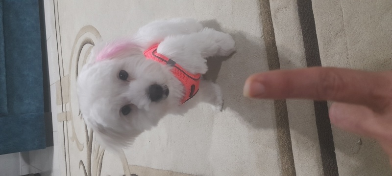 Maltese, Köpek  Jesica fotoğrafı