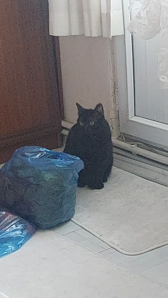 Tekir Kedi, Kedi  Tatliş fotoğrafı