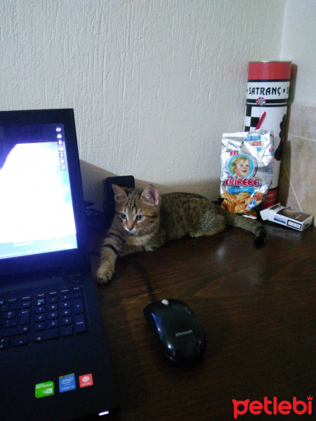 Tekir Kedi, Kedi  Sis fotoğrafı