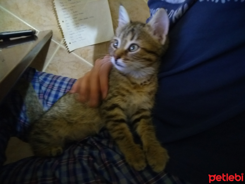 Tekir Kedi, Kedi  Sis fotoğrafı