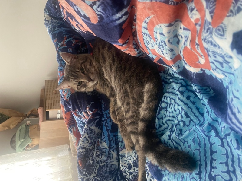Tekir Kedi, Kedi  Yoyo fotoğrafı