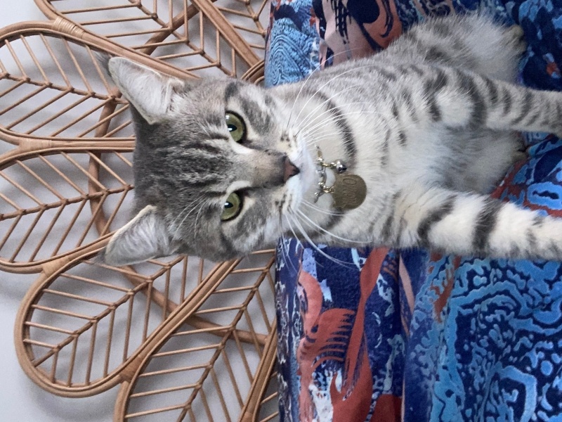 Tekir Kedi, Kedi  Yoyo fotoğrafı