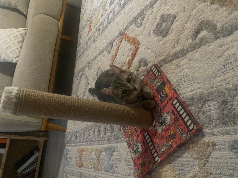 Tekir Kedi, Kedi  Yoyo fotoğrafı