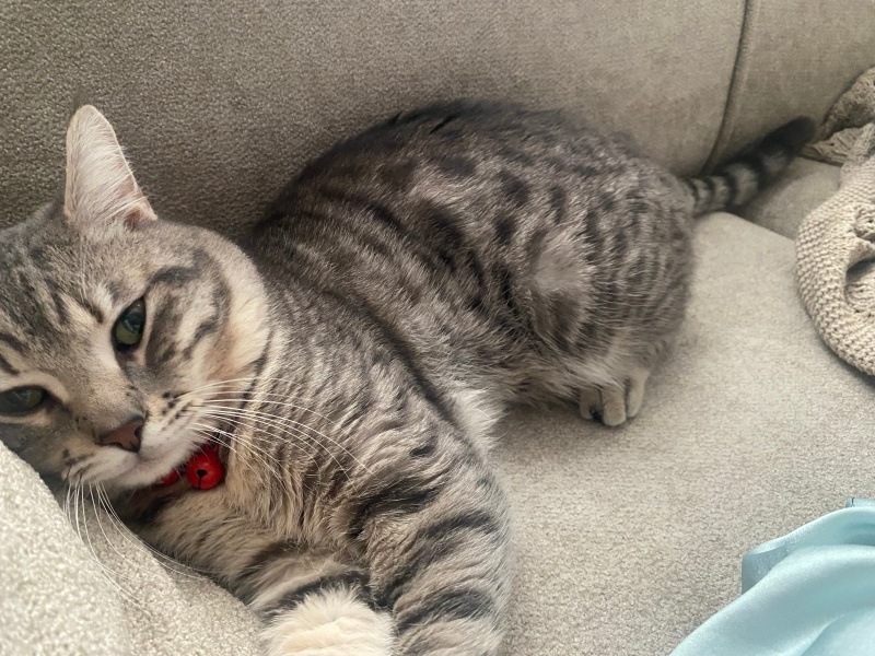 Tekir Kedi, Kedi  Yoyo fotoğrafı